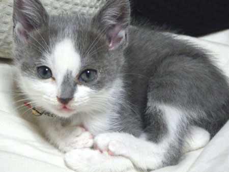 子猫にシラミが！猫のシラミは人間に感染するのか？ ｜ そこが知りたい 